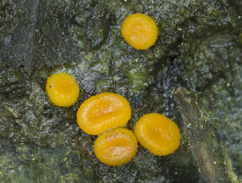 Scutellinia crucipila